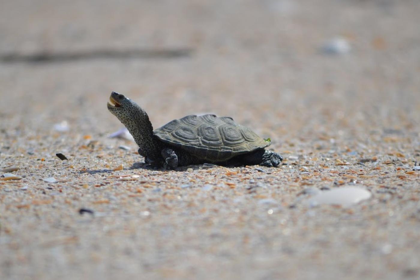 a small terrapin lifts its head up while walking on sand