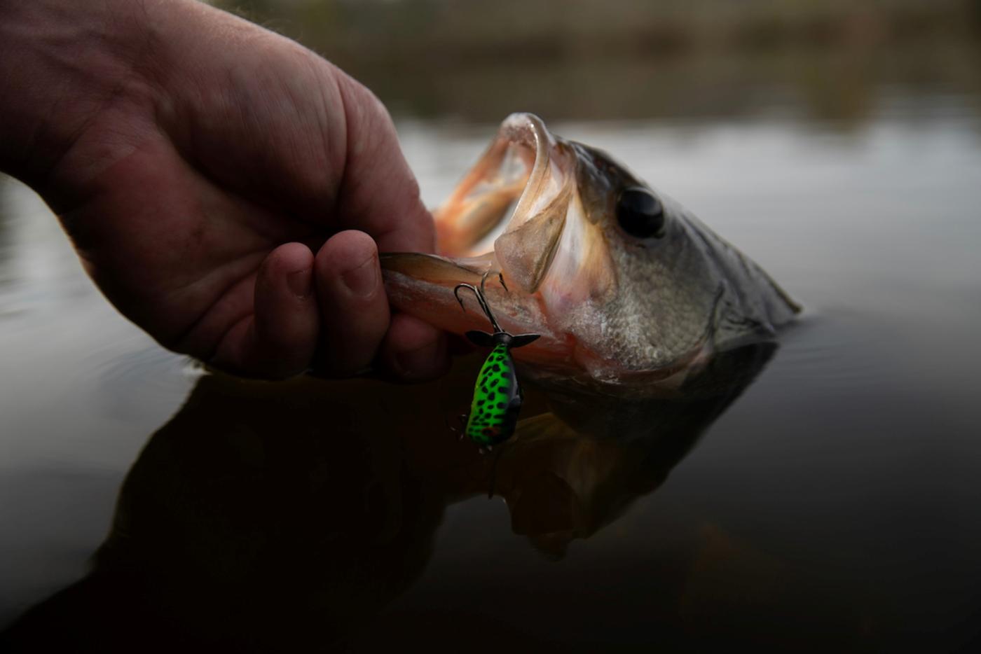 a hand holds the open mouth of a black bass in the water
