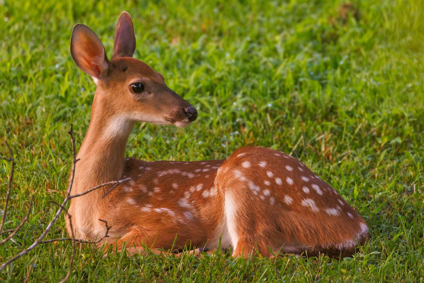 a deer fawn rests in a field of grass