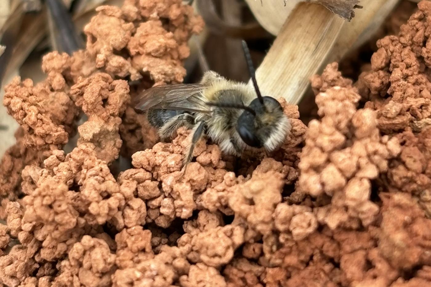 outdoor pollinator areas