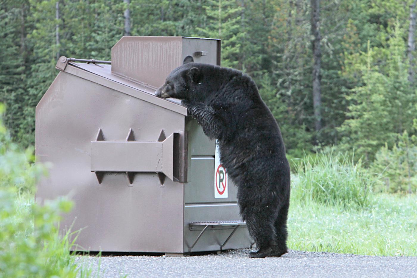 an adult black bear stands on its hind legs to peek into a dumpster
