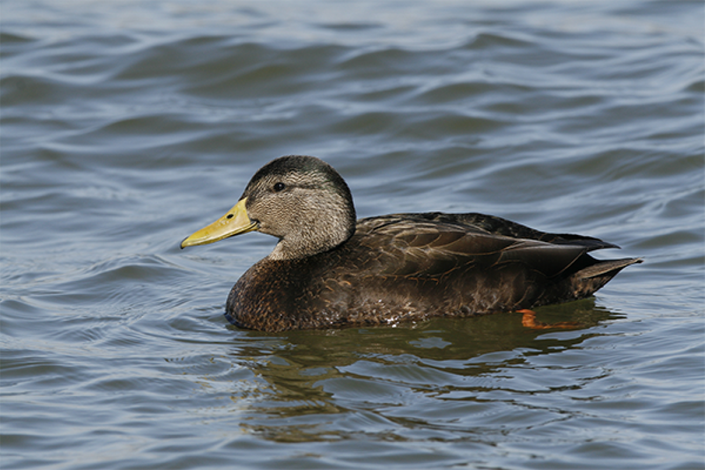 a black duck paddles in inland waters