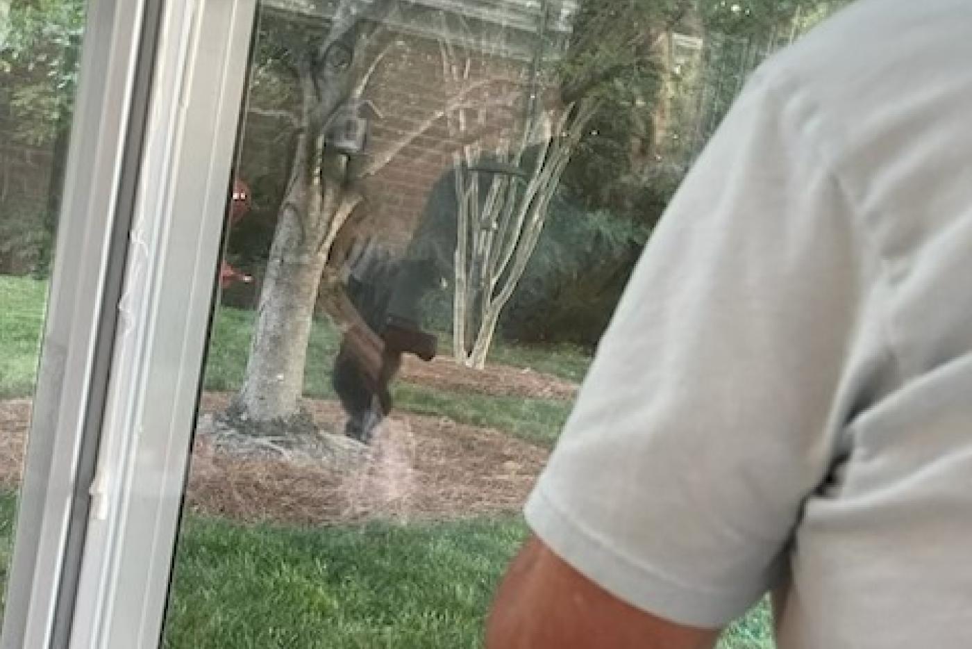 A black bear saunters through a back yard while the owner watches from behind a closed window