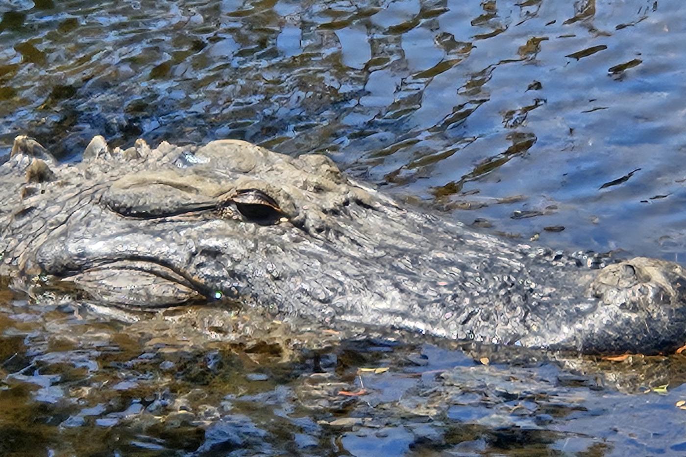 an alligator head is visible about the water line