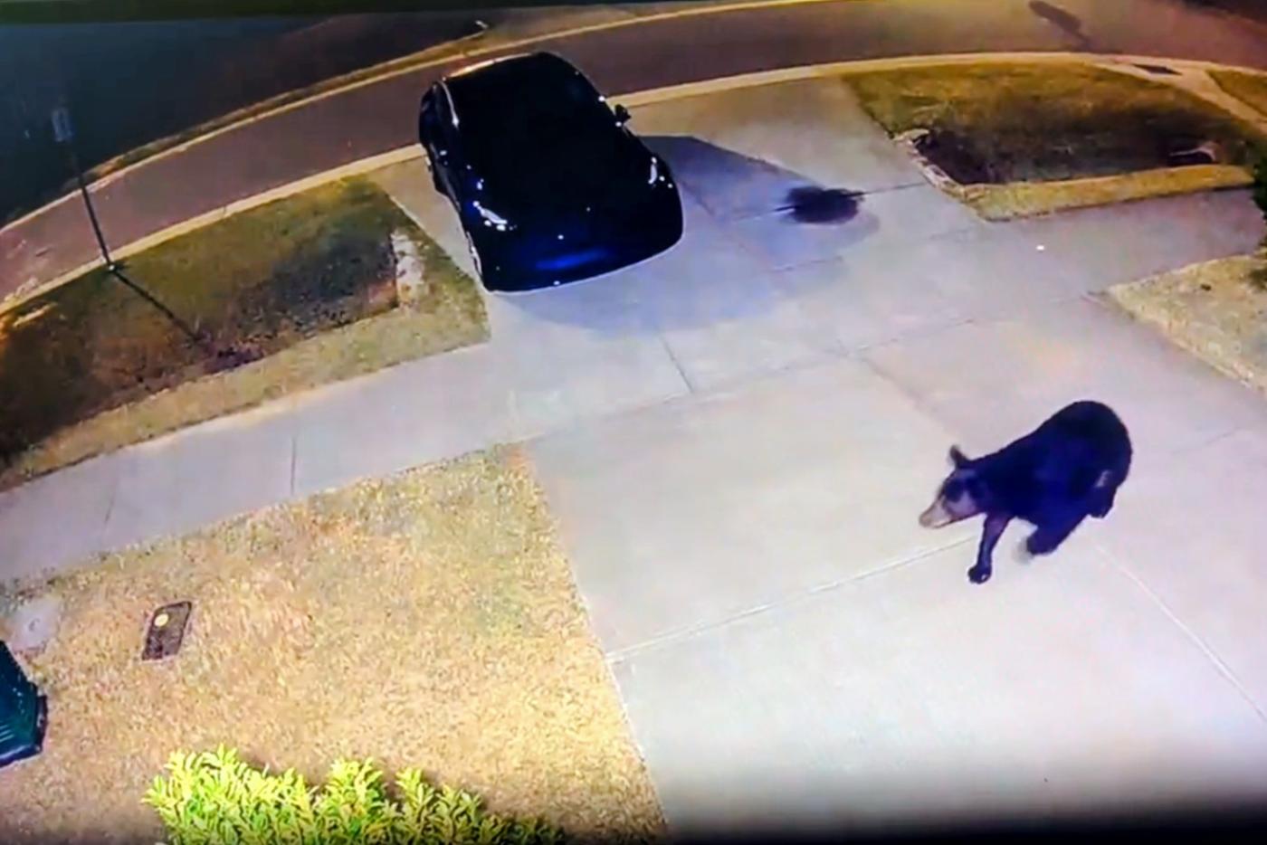security cam footage of a black bear in a neighborhood