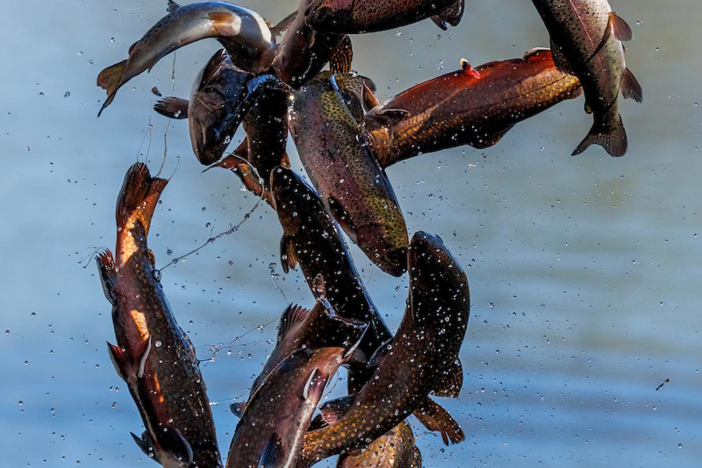 Several trout seem to float in midair as they are released into the Catawba River