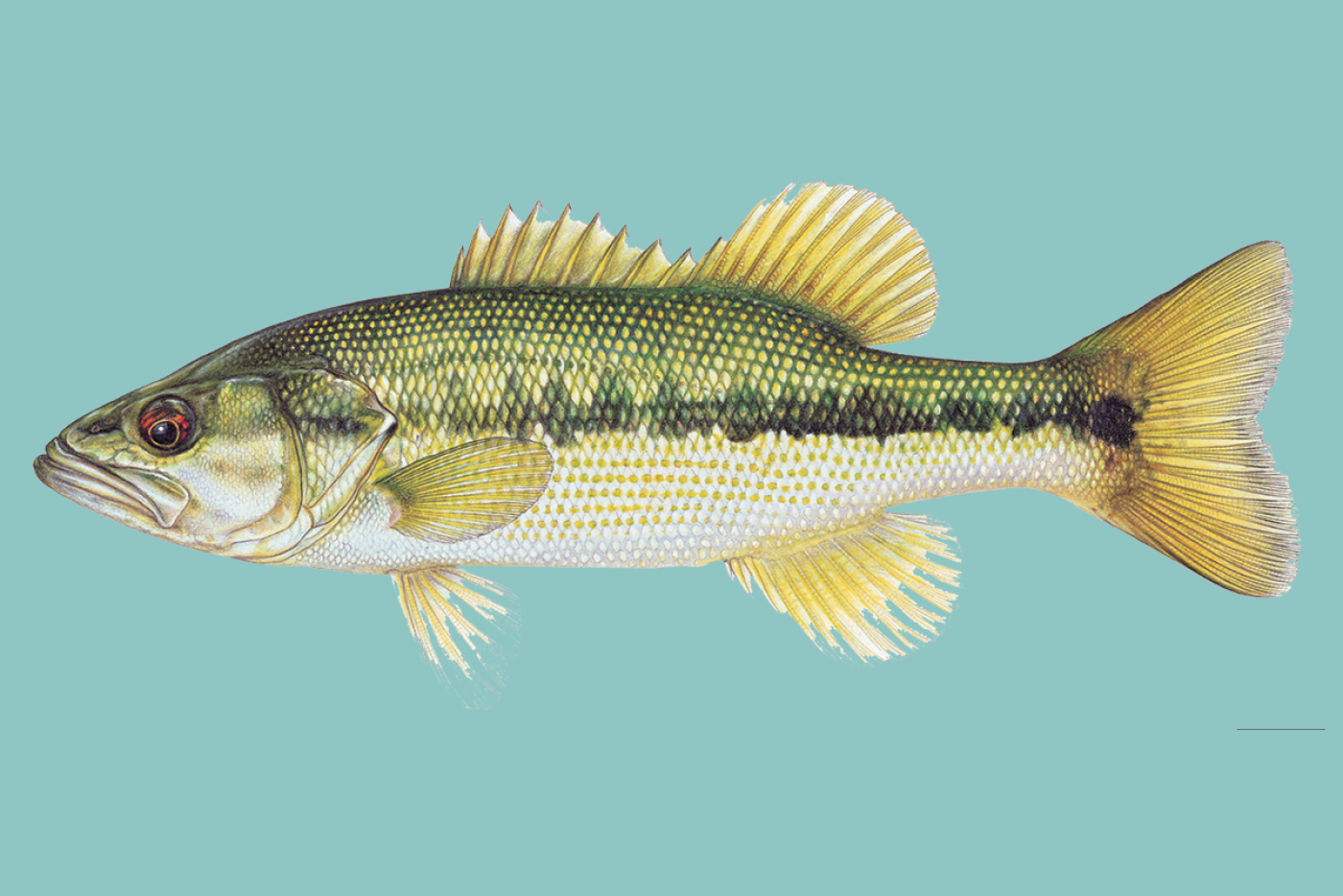 artist's rendering of a spotted bass with aqua background added later