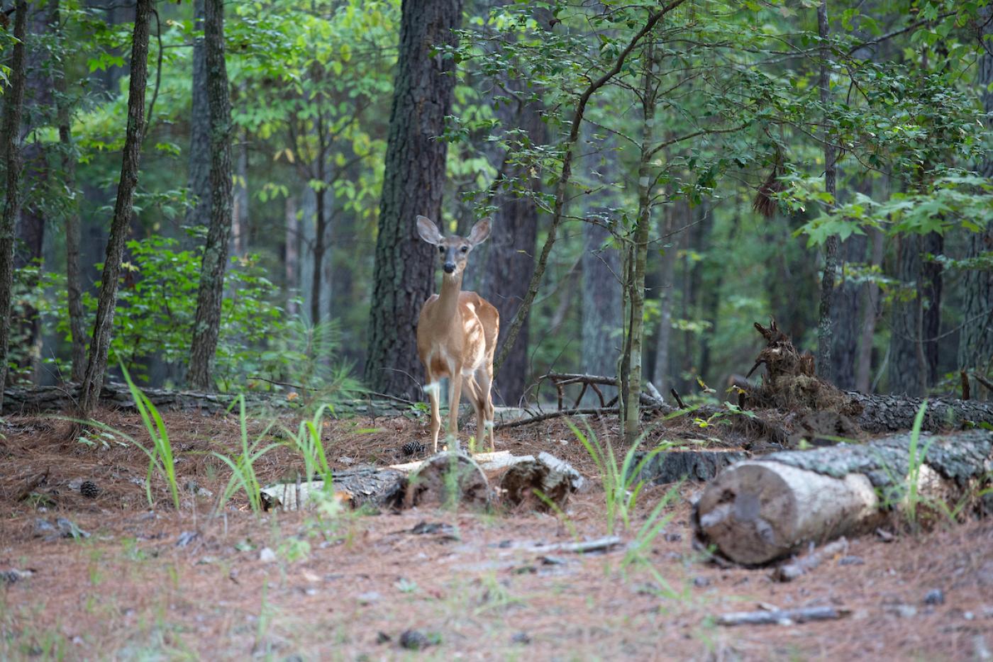 a white-tailed deer stands in a wooded area