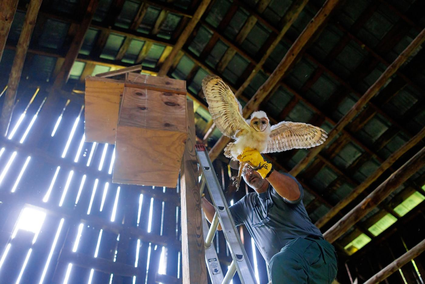 an owl flying with wings outstretched near its wooden nesting box in a barn