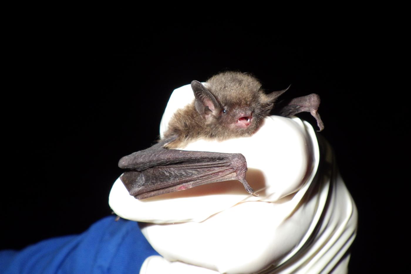 a researcher wearing white medical gloves holds an Indiana bat
