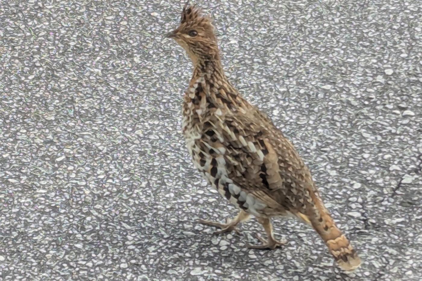 a ruffed grouse on a sidewalk