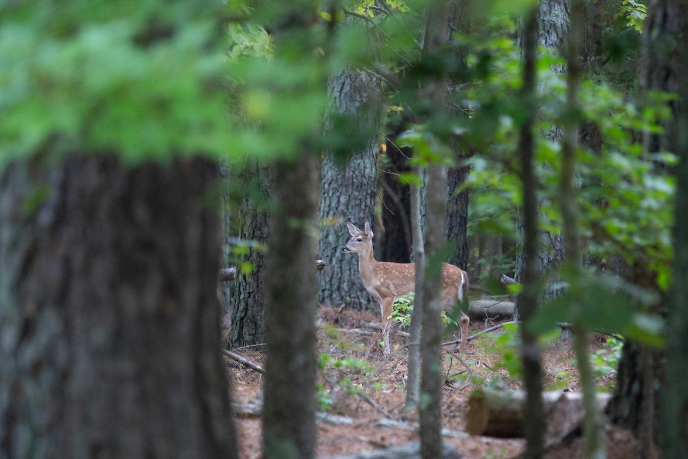 a white-tailed deer in a forest