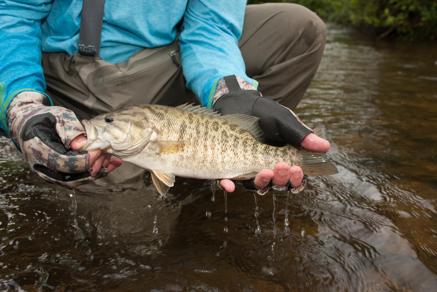 Smallmouth bass held by biologist wearing waders kneeling in waterway