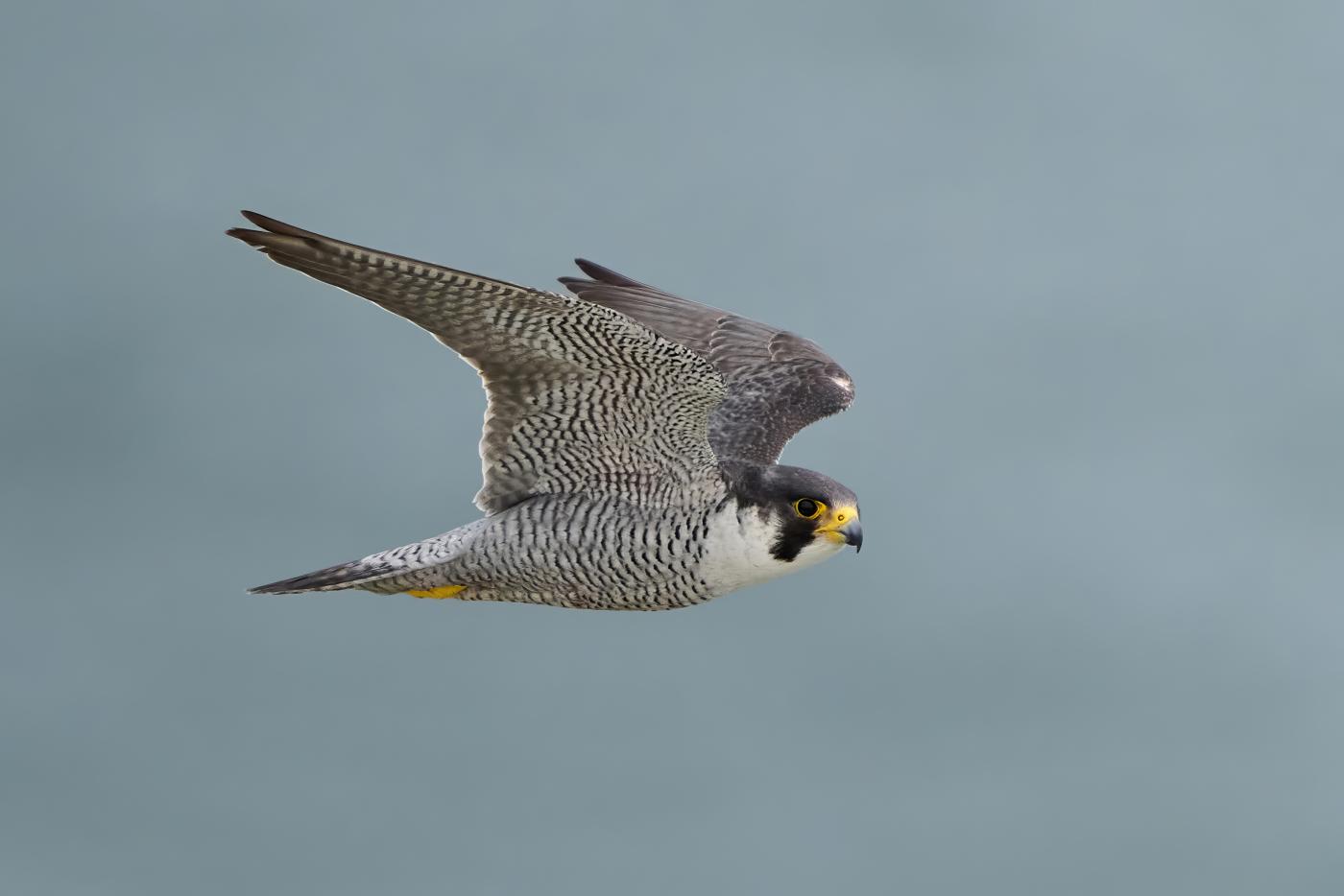 a peregrine falcon soars in the sky with wings spread