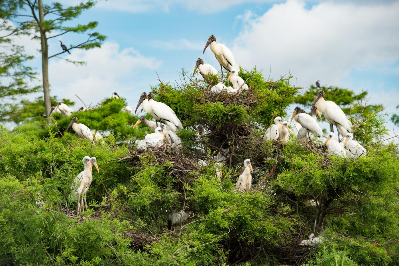 Wood storks roost in tree canopy