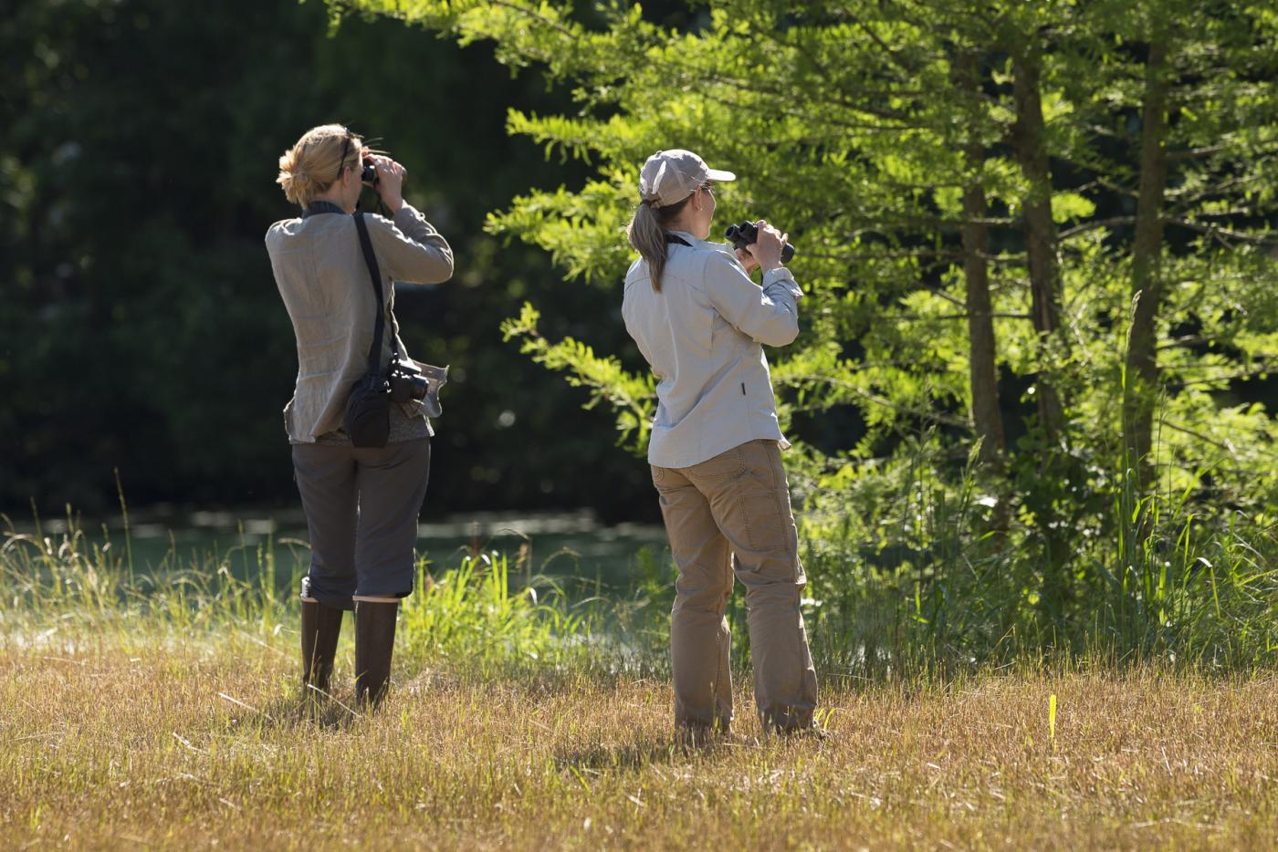 Two birders standing in a field, using binoculars to observe birds in the trees ahead