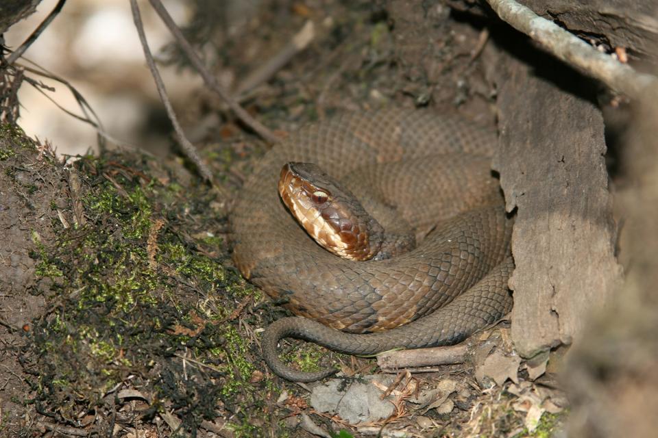 Cottonmouth (Photo by Jeff Hall)
