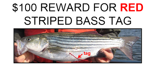 $100 reward for Red Striped Bass Tag