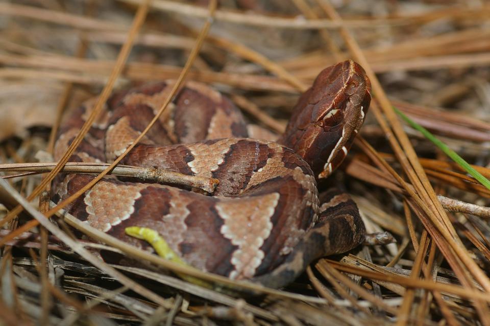 Cottonmouth (juvenile) (Photo by Jeff Hall)