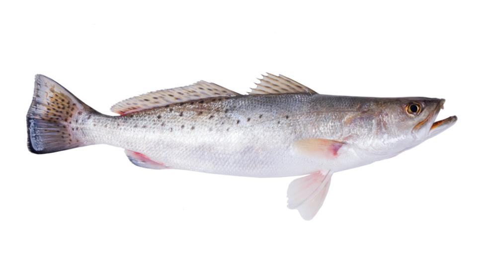 view of a spotted seatrout from the side