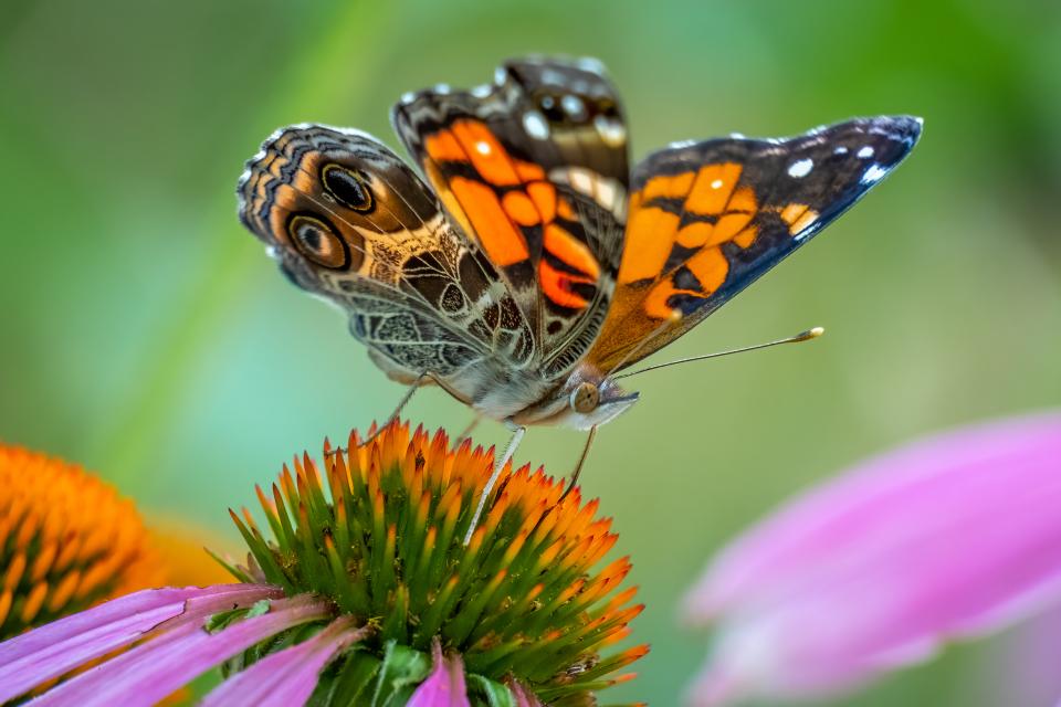 An American Lady butterfly perches on a purple and orange flower