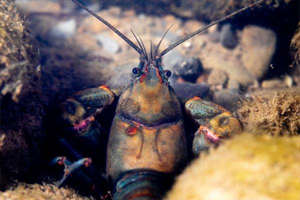 New River Crayfish