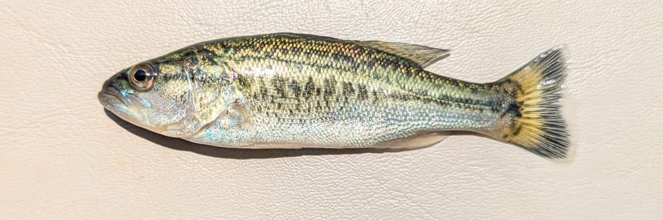 Closeup of a F1 bass fingerling
