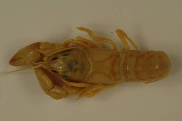 Tuckasegee Stream Crayfish