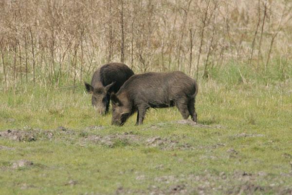 Feral Swine Pigs
