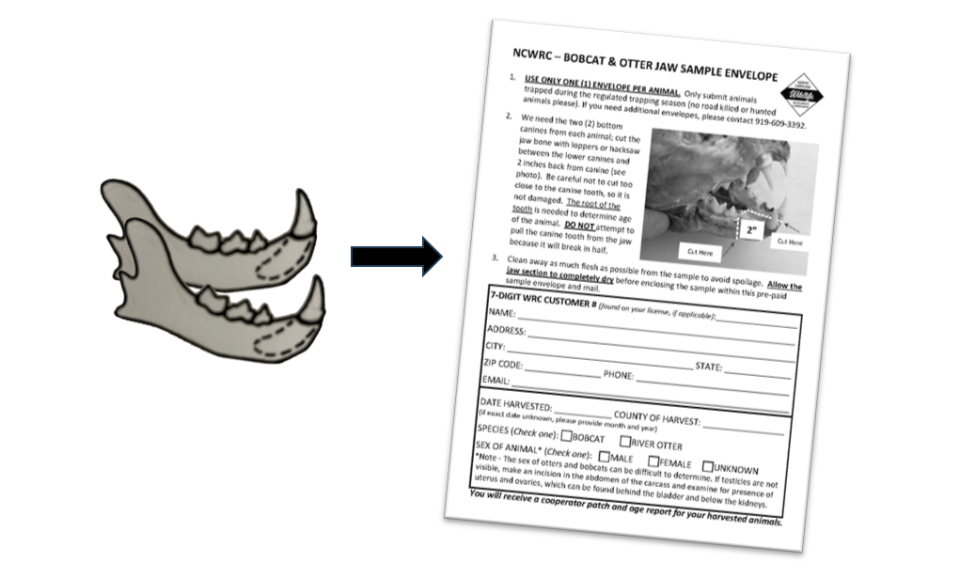Cut the jawbone at least 2” away from the canine diagram.