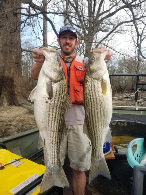An angler in a boat proudly holds two striped bass in their hands