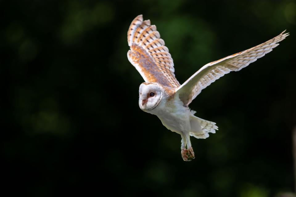 Barn Owl in flight.