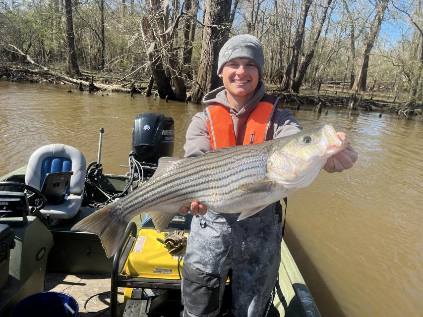 An angler in a boat proudly holds a striped bass in their hands