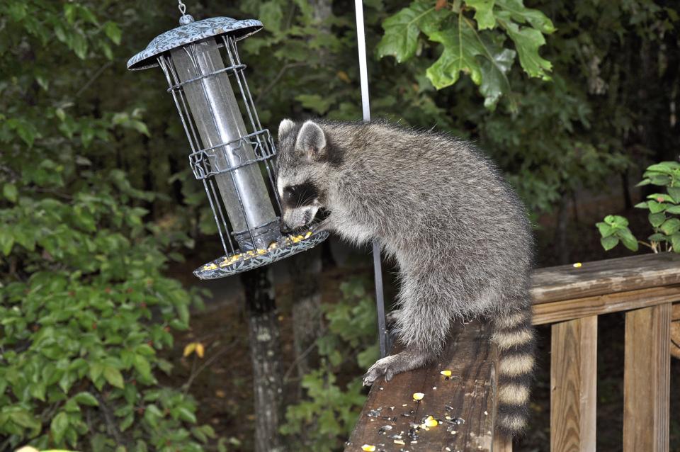 a raccoon steals food from a silver bird feeder next to a deck