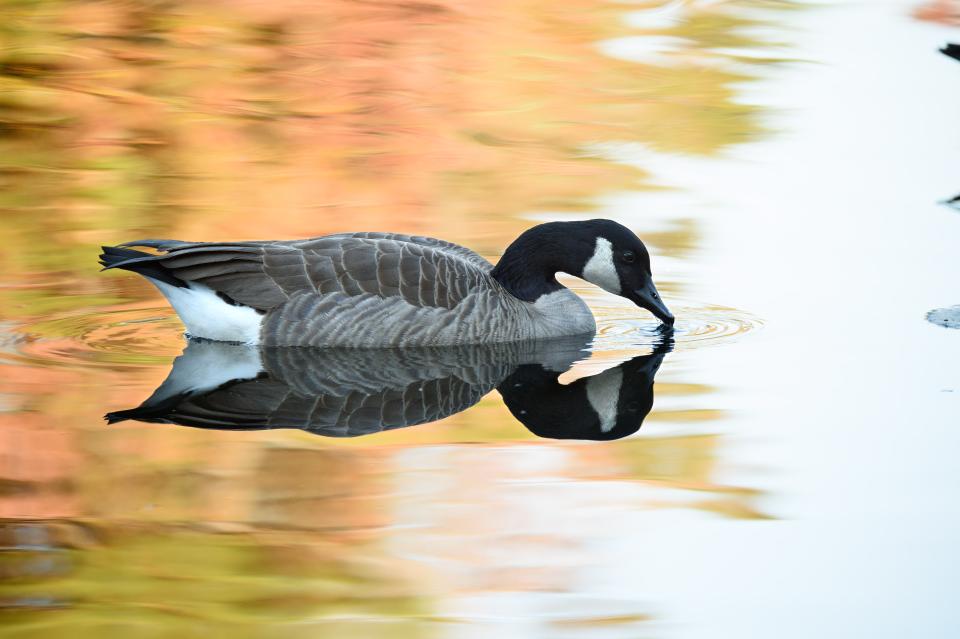 canada goose on water