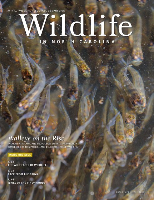 the cover of the March/April 2026 Wildlife in North Carolina magazine cover features a school of small walleye fish