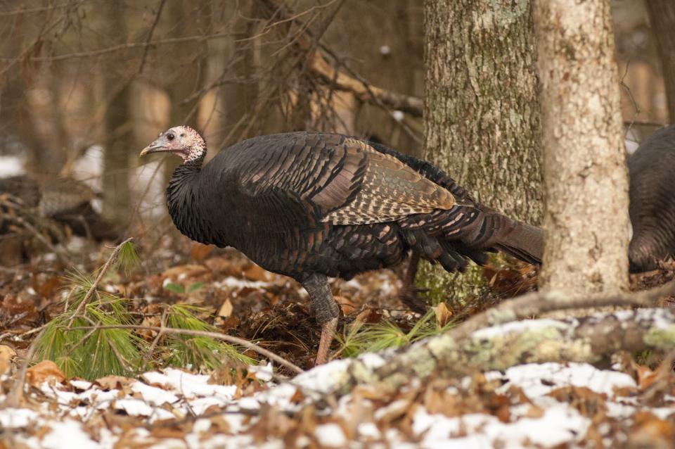 An eastern wild turkey stands amidst trees in a forest