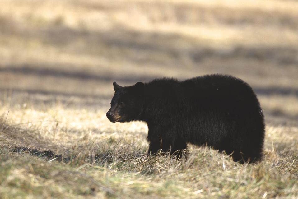 black bear in a field of yellow grasses