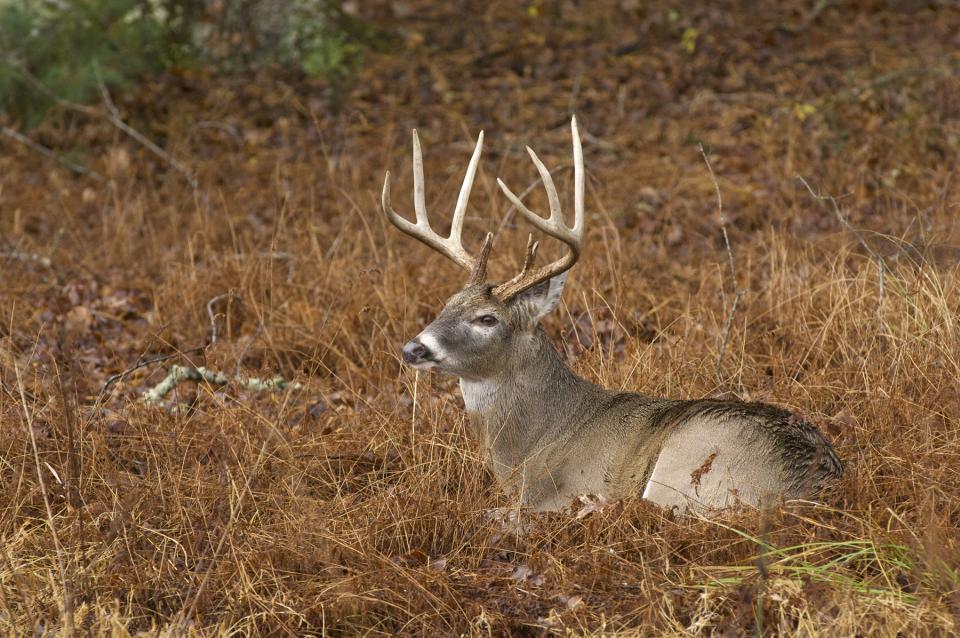 A large buck rests among some tall grasses