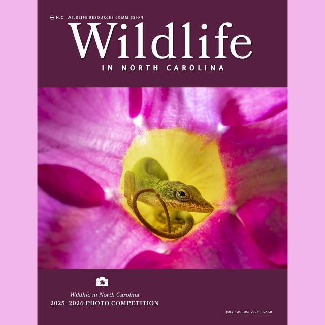 the cover of the Wildlife in North Carolina magazine features the award-winning photo of a small lizard peeking out of a pink flower