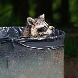 a raccoon peeks out of a trash can