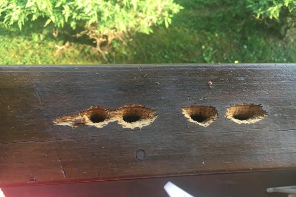 Red-cockaded Woodpecker | NC Wildlife