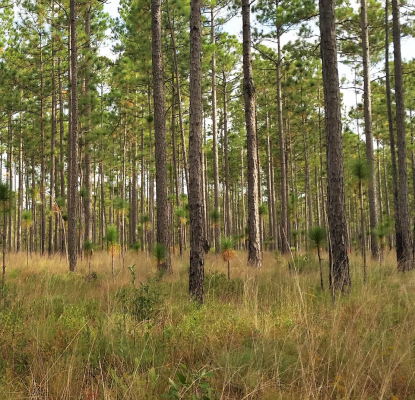 a forest with grasses