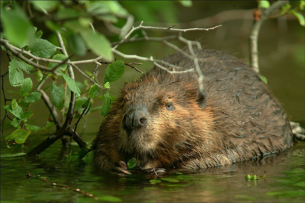 Beaver
