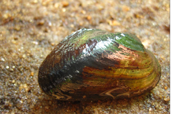 Dwarf Wedgemussel
