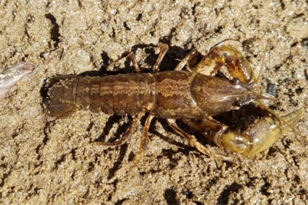 French Broad Crayfish