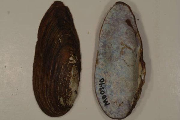 Yellow Lance Mussel