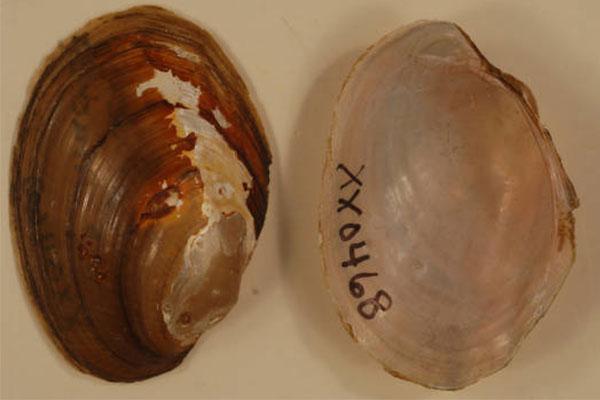 Tidewater Mucket Mollusk