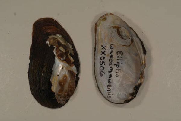 Waccamaw Spike Mussel