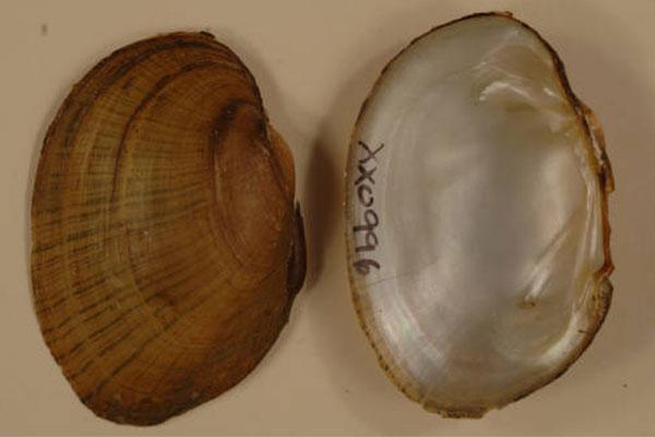 Wavyrayed Lamp Mussel